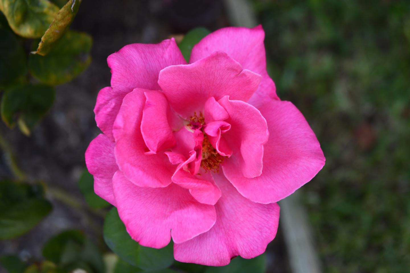 Researchers Stumped by Plants with Multiple Chromosomes Set January Meeting to Collaborate