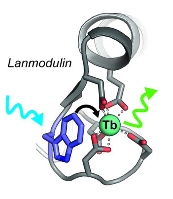 Illustration of lamodulin sensor