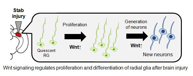 Wnt Signaling Regulates Proliferation and Differentiation of Radial Glia After Brain Injury
