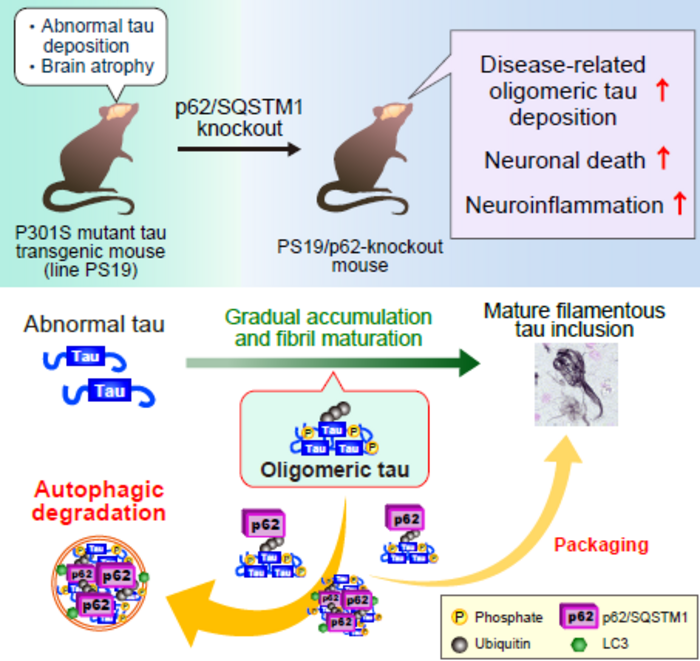 p62/SQSTM1, a protein receptor for selective autophagy, plays a neuroprotective role in mouse models of dementia