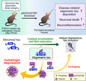 p62/SQSTM1, a protein receptor for selective autophagy, plays a neuroprotective role in mouse models of dementia