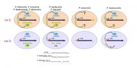 Mechanisms of mating-type determination in different species of Paramecium aurelia complex