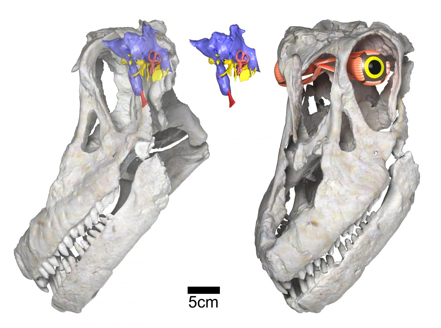 Newly Discovered Titanosaurian Dinosaur from Argentina, Sarmientosaurus