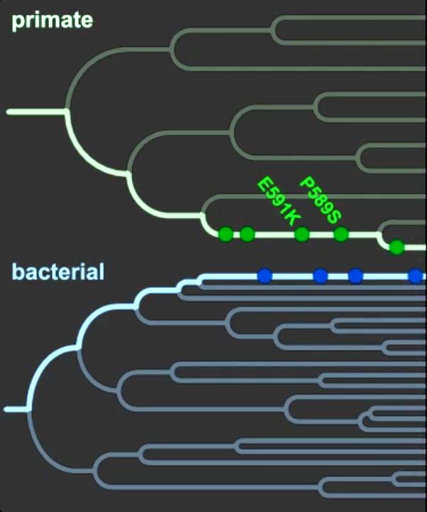 Attack and Counterattack Documented Through Evolutionary Time
