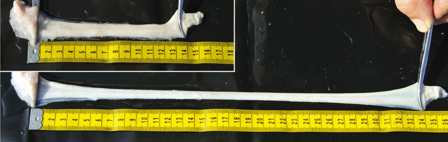 Rorqual Whale Tongue Nerve