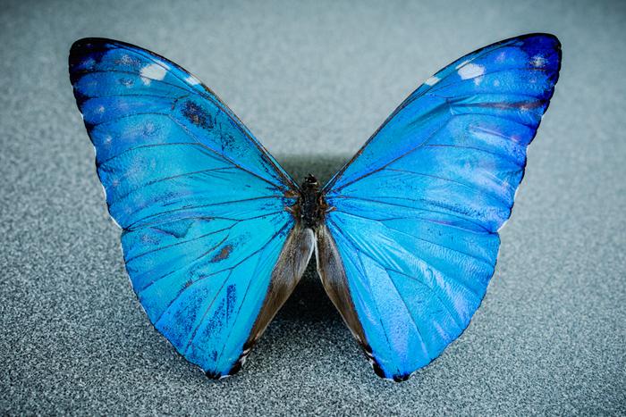Morpho Butterfly