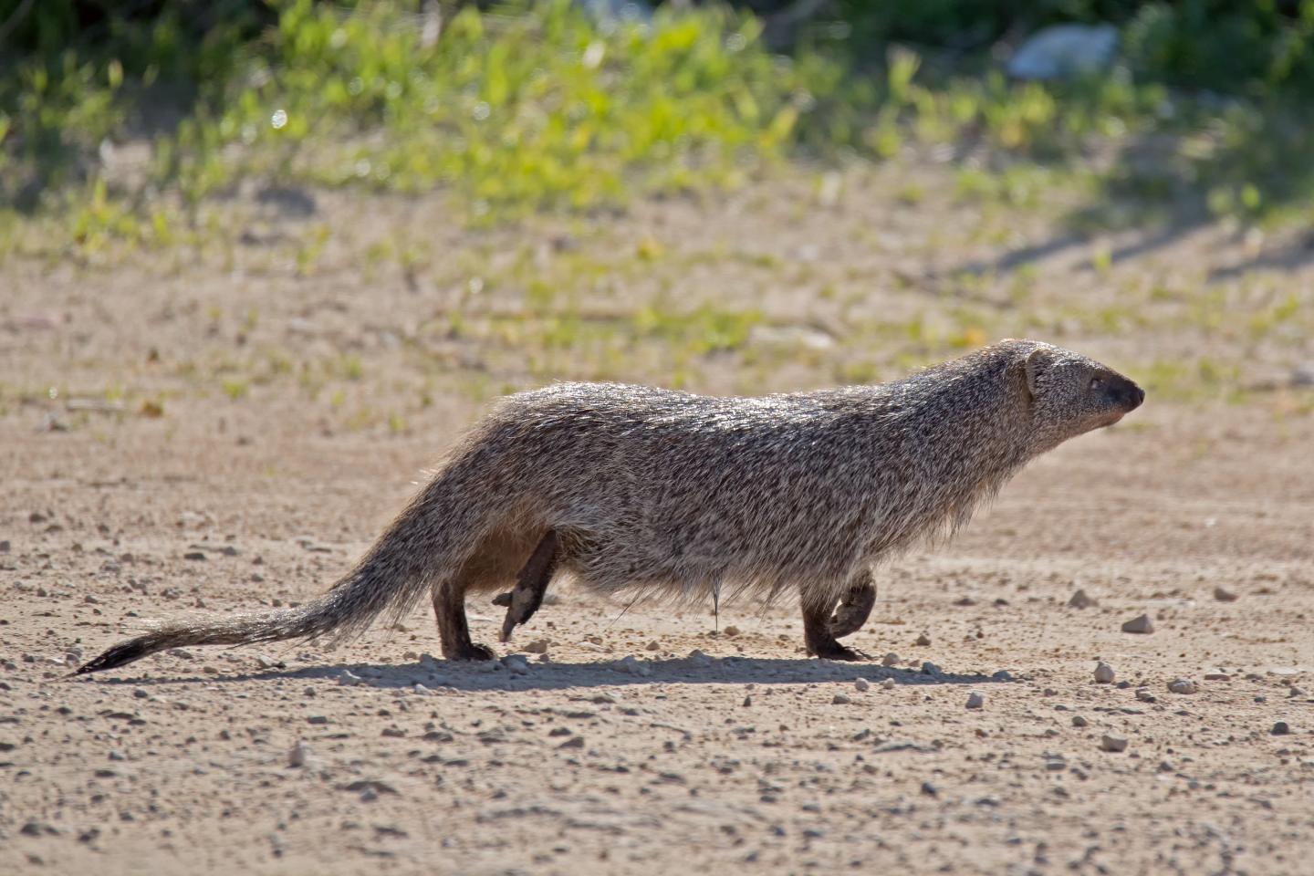 Mongoose