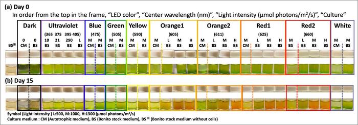 Effect of wavelength and light intensity on cell reddening in Cramer–Myers and bonito stock medium