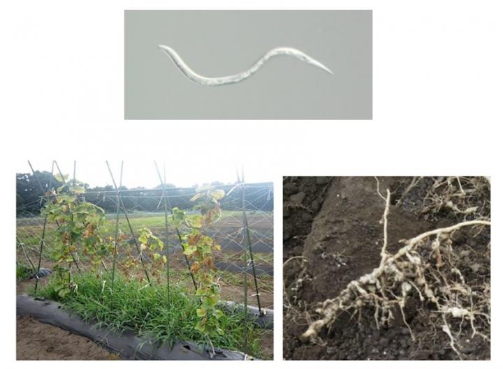 The Root-Knot Nematode and Infected Plants