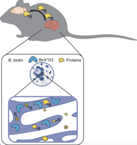 Novel mouse model