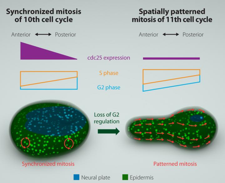 Switching (Mechanism )of Mitotic Pattern That Enables Neurulation