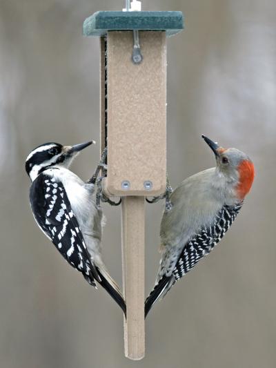 EAB Fuels Population Boom for Woodpeckers