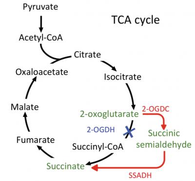 Decades-Old Conclusion about Energy-Making Pathway of Cyanobacteria is Corrected (1 of 2)