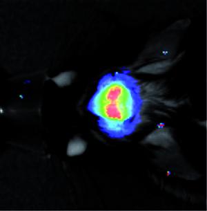 Fluorescence in the Brain of a Living Mouse