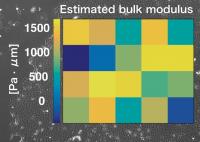 The Heatmap of Estimated Values of Bulk Modulus Is Overlaid on Corresponding Phase Contrast Image