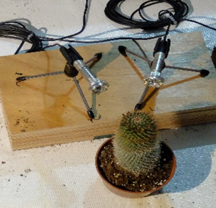 Photo of a cactus being recorded.