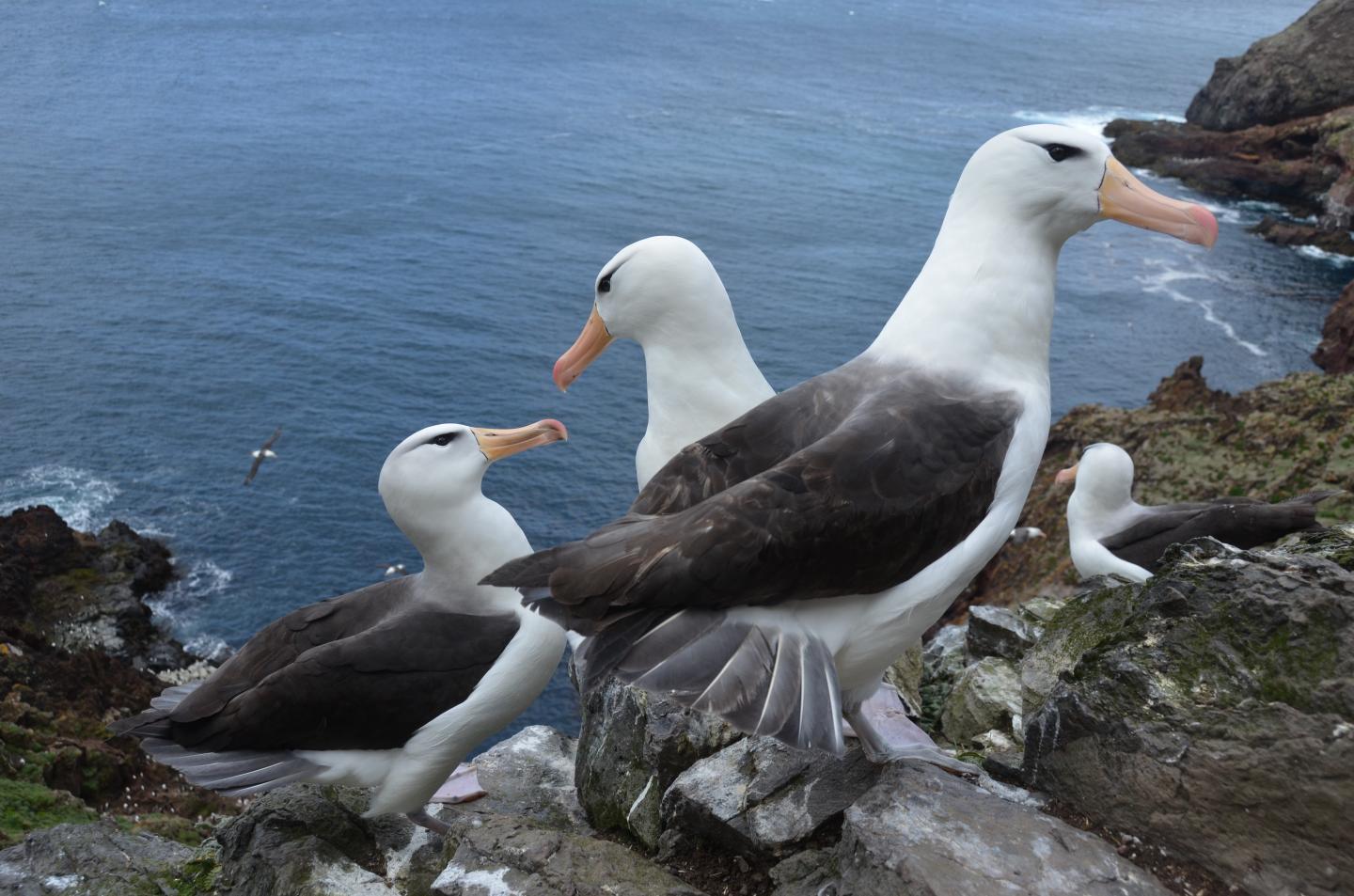 Black-browed Albatross at Kerguelen Islands