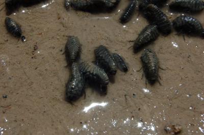 New Species Underground