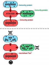 How Immunity Proteins Work