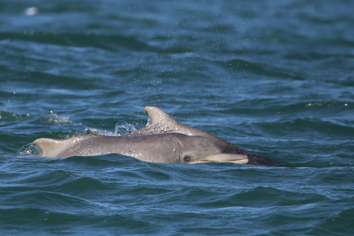 Humpback dolphins (Sousa plumbea)