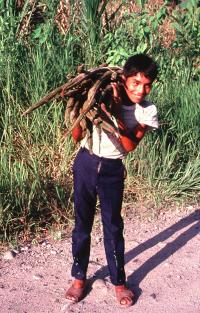 Boy Carrying Fruits of Inga edulisin