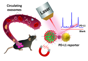 Highly-Sensitive SERS Probes Developed to Detect the PD-L1 Biomarker