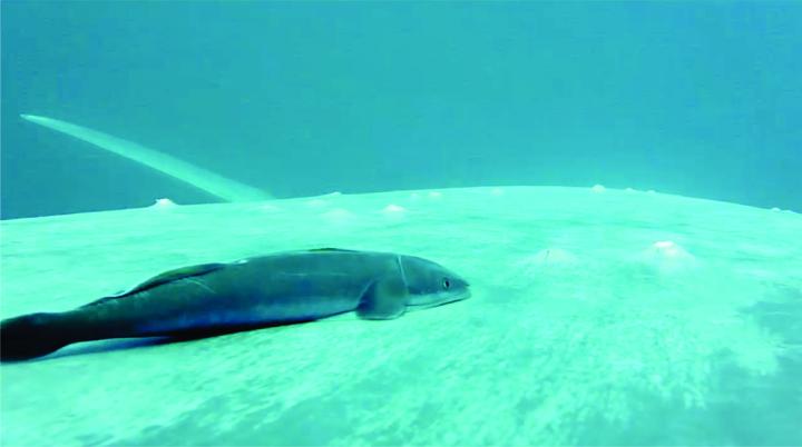 Remora feeding