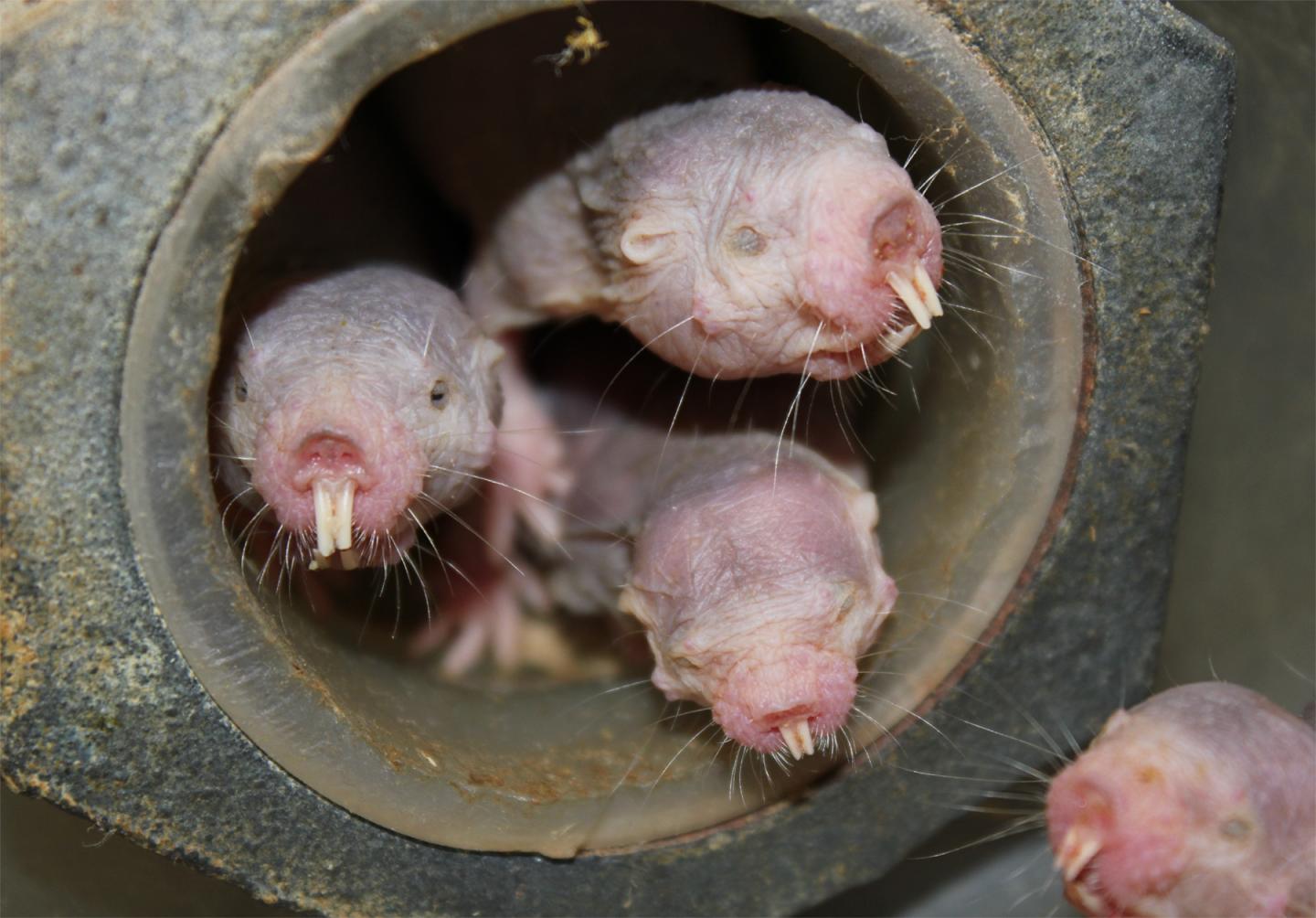 Naked Mole-Rats: Plants, under Low-Oxygen Conditions