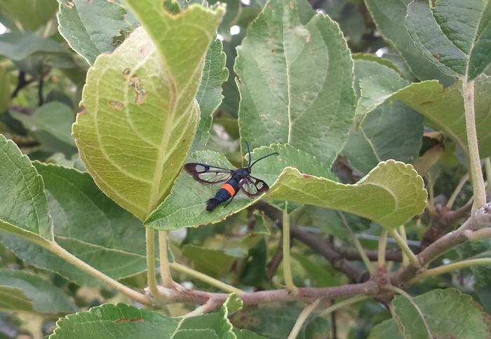 Apple clearwing moth (Synanthedon myopaeformis), a pest in apple orchards