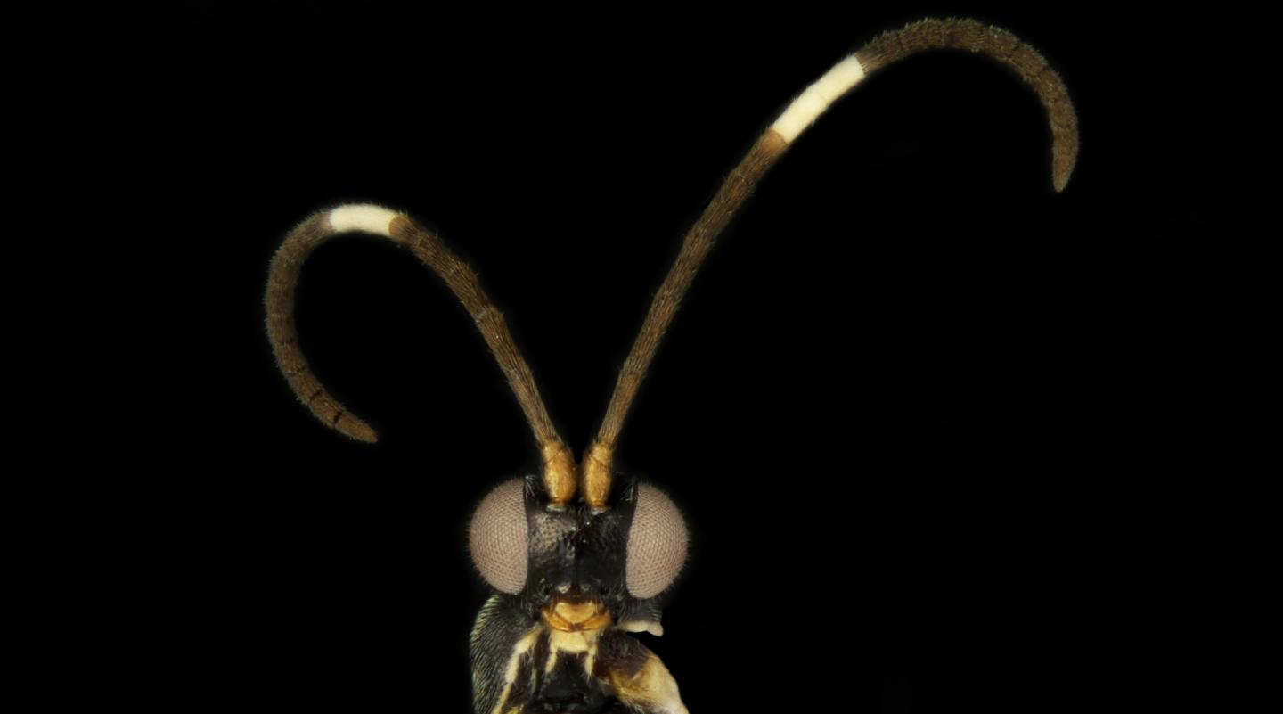 The New Wasp Species Sathon Oreo