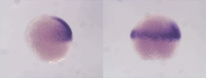 With a so-called in-situ labelling, the cells from which the structures of the back develop are darkly marked in these zebrafish embryos. If the maternal proteins Sox19b and Pou5f3 are missing, as in the right embryo, the developmental programs no longer run correctly and the pattern changes.