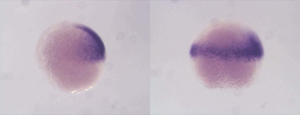 With a so-called in-situ labelling, the cells from which the structures of the back develop are darkly marked in these zebrafish embryos. If the maternal proteins Sox19b and Pou5f3 are missing, as in the right embryo, the developmental programs no longer run correctly and the pattern changes.