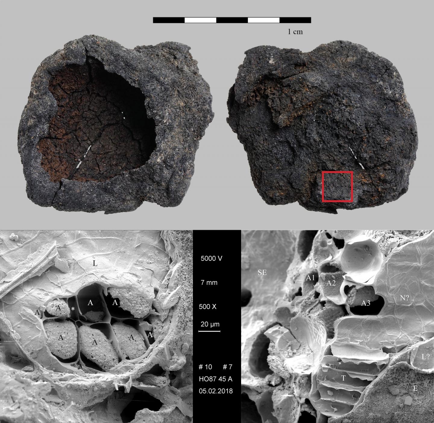 Beer was here! A new microstructural marker for malting in the archaeological record