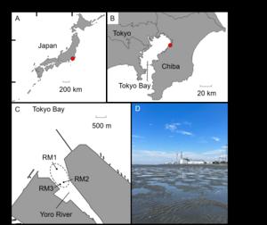 Sampling sites in the Yoro tidal flat, Ichihara City, Chiba Prefecture, Japan