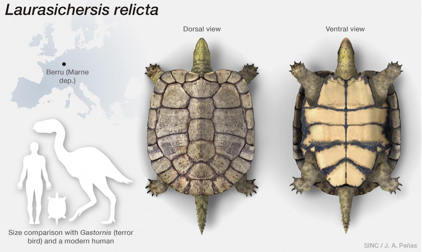 One Single Primitive Turtle Resisted Mass Extinction in the Northern Hemisphere