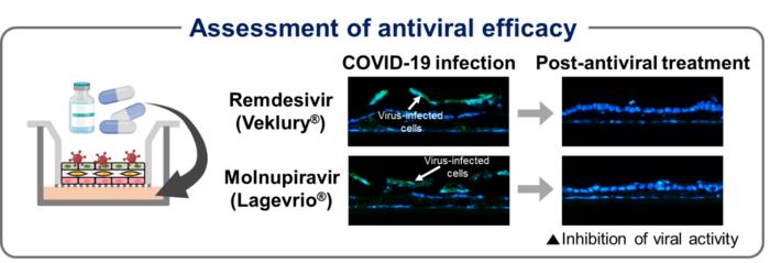 Assess viral inhibition in a lung model by administering two antiviral agents