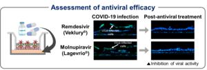 Assess viral inhibition in a lung model by administering two antiviral agents