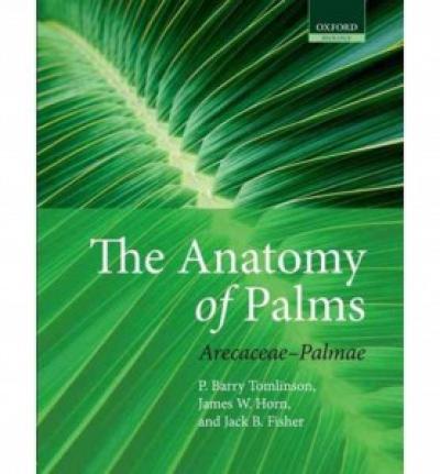 'Anatomy of Palms'