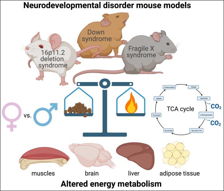 Mouse Models of Neurodevelopmental Disorders Display Metabolic Dysfunction