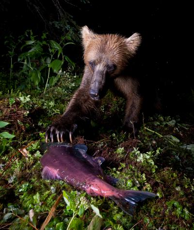 Bear with Salmon