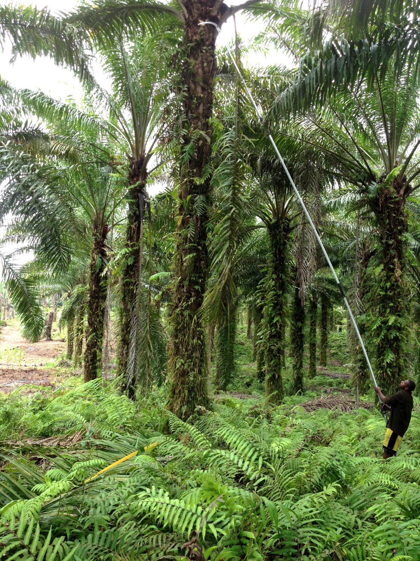Harvesting Oil Palm Fruit