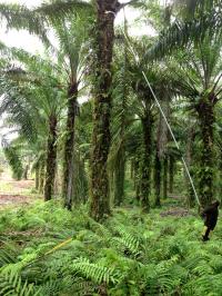 Harvesting Oil Palm Fruit