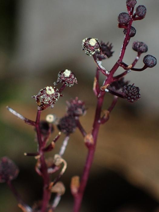 The mycoheterotrophic plant Sciaphila yakushimensis