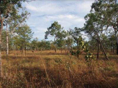 <i>Solanum cowiei</i> Habitat (1 of 2)