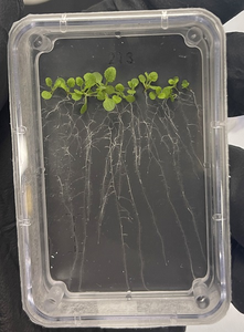 This image shows a plate with seedlings