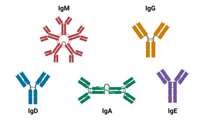 Switching and combining different antibody isotypes can boost their therapeutic effect