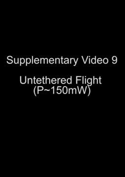 Untethered Robobee Video