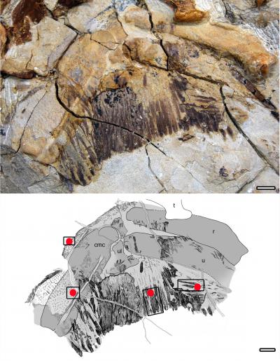 Penguin Fossil Paints a Portrait of Ancient Feathers (9 of 13)