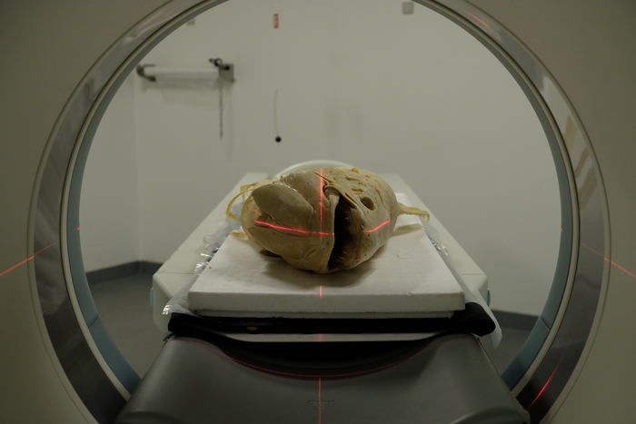 The Copenhagen coelacanth entering the CT-scanner