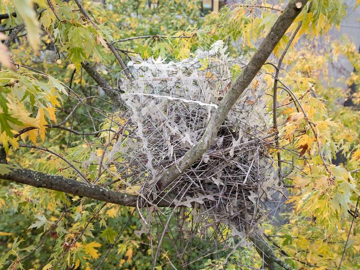 Magpie nest made of anti-nesting spikes